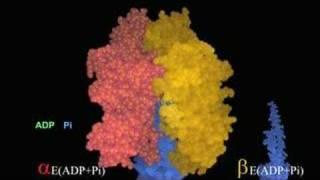 Conformational Changes in the Beta Subunits of the ATPase