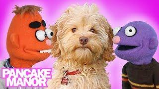 Little Puppy Song for Kids + More Songs About Dogs | Pancake Manor