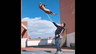 Belgian malinois Magic Fly\прыжки малинуа, летающие малинуа