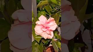 Flower status song  #gardening #plant #flowers #plantlover #explorethebeautyofnature #ytshorts