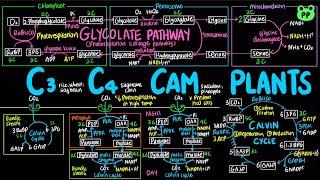 C3, C4, & CAM Plants | Carb Metabolism 07 | Biochemistry | PP Notes | Lehninger 6E Ch. 20.2