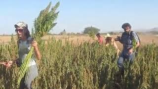 Hemp harvest, August 24, 2014 | Cyprus Mail