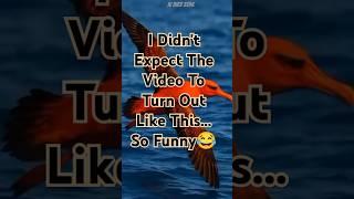 ALBATROS Makes a Joke In The Video#shorts