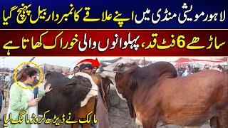 Numberdar Bail Ki Dhoom! | Lahore Cattle Market 2025 | MYK News TV