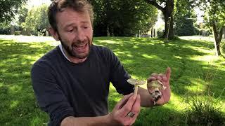 Identifying the Deathcap. Amanita phalloides