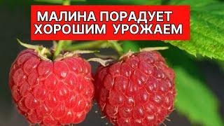 Лучшая подкормка малины для большого урожая!