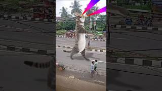 iust cat fun dance#viralvideo #cartoon#funny#comedy #viralvido#dance#comedycarton#cartton#automobile