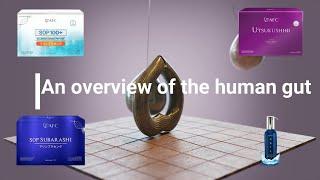 An overview of the human gut (English Voice and Subtitles)