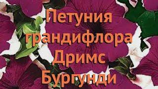 Петуния грандифлора Дримс Бургунди Пикоти  обзор: как сажать, семена петунии Дримс Бургунди Пикоти