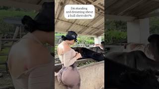 Девушка мечтает о бычке Shevrolet #farming #farminggirl #shevrolet #bull #cow #cowfarm #girl