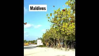 Maafushi island 2021 Maldives | Kaani Beach | Arena