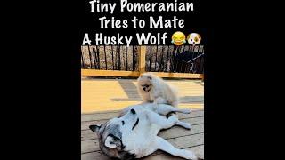 Pomeranian Mating Husky Part III 