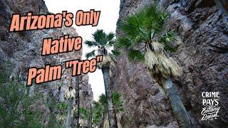 Arizona's Only Native Palm Tree