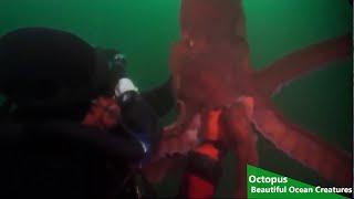 Octopus: Beautiful Ocean Creatures (Wild Ocean Documentary)