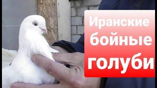 #Astrakhan #Pigeons Иранские бойные голуби Бехнама в Астрахани!