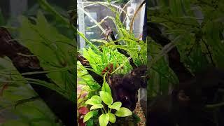 Новая рыбка: Петушок #аквариумистика #aquascape #аквариум #fish