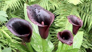 Calla 'Cantor' (black zantedeschia) - FarmerGracy.co.uk