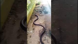 #comedy #bhojpuri #viral #best #bhojpuricomedy #funny #june2019