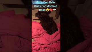 Momma Bear Makes The Difficult Decision To Abandoned  Baby Cub (Will Make You Cry)