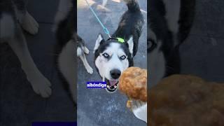 Husky que habla pide albóndigas y jamón