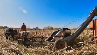 DRAFT HORSES: Picking Corn