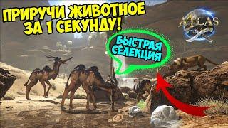 ATLAS - ЛУЧШИЙ ОБЗОР! САМОЕ ЭФФЕКТИВНОЕ ПРИРУЧЕНИЕ! МОМЕНТАЛЬНОЕ СКРЕЩИВАНИЕ И ХРАНЕНИЕ ЖИВОТНЫХ!