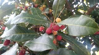 KAFAL tree and fruit, bayberry of India and Nepal,  the thaat