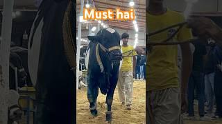 must hai || maweshi mandi #cow #bull #cattle #animals