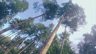 Propwashy tree inspection :: FPV Freestyle