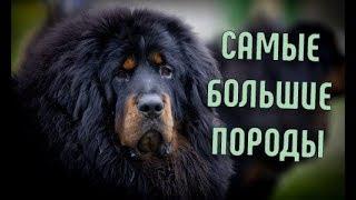 Самые большие породы собак | Помощь в выборе щенка