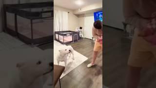 #dog #puppy #love #funnyanimals #baby #shortsvideo #shorts