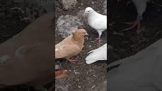 Бакинские голуби! Baku Iranian game pigeons!