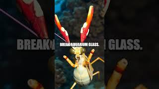 Marvelous Magic of Mantis Shrimp!