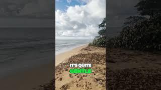 Kauai Real Estate: