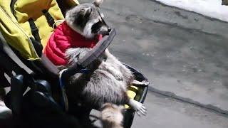 Lazy raccoon refuses to walk, rides in baby stroller instead