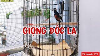 Chích chòe lửa giọng rừng cực dị.