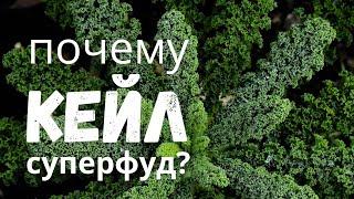 ВСЁ О КЕЙЛ - польза, как выращивать, как готовить, история и практические советы