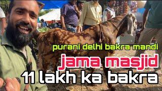 11 lakh Bakra.  Jama Masjid Bakra Mandi. Old Delhi. The biggest. And. From the time of Mughal em...