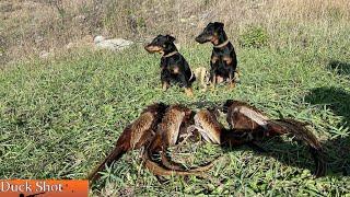 Охота на фазана с ягдтерьерами! Pheasant hunting with Jagdterrier.