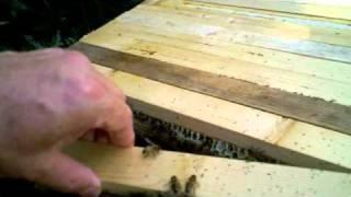 How to do a quick check on a top bar hive