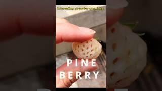 Do PINEBERRIES actually taste like PINEAPPLE?