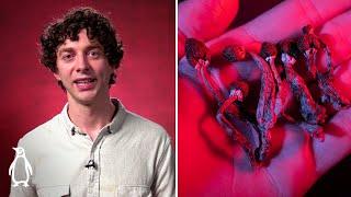 How fungi shaped our world and could save it | Merlin Sheldrake