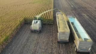 Malecha Dairy's Corn Silage