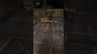 steal your food #shorts #foxfamily #fox #pets