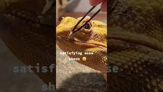 huge shed in bearded dragons nose #beardeddragon #reptile