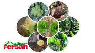 Newport-Fersan (Jamaica) Limited Supports Farmers