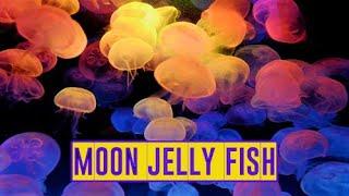 Glowing Moon Jelly Fish - Aurelia Aurita