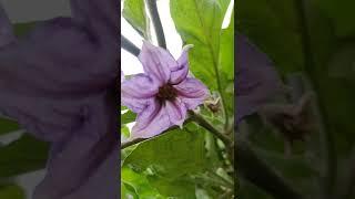 Purple colour theme#2022