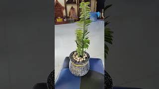  #plantsngardens #plants #plant #gardening #nature #planting #gardenning #vegetables #plantlover