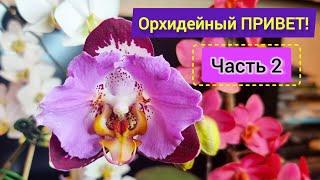 Часть 2. Красоты много не бывает! Цветущие азиатские и голландские орхидеи. Любимые бабочки, мечта!